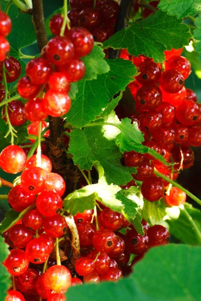 Ribes Rosso Maturo Giardino — Foto Stock