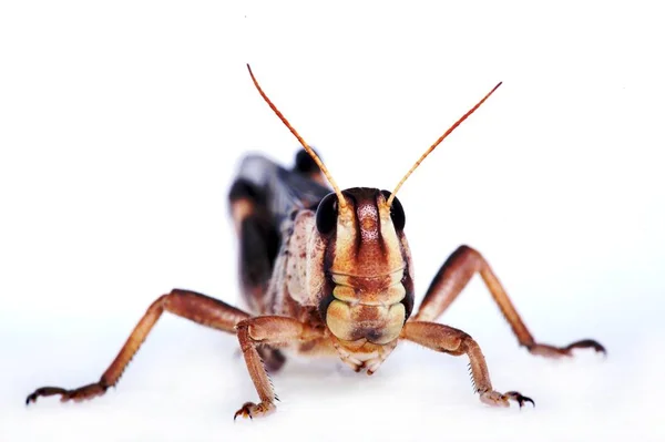 Grasshopper Insect Invertebrate Praying Bug — Stock Photo, Image