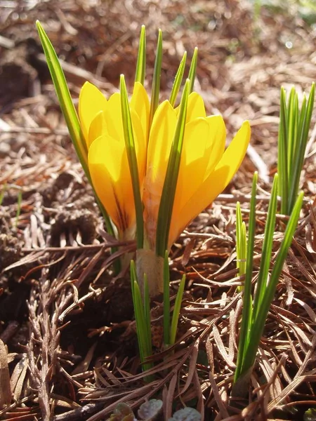 Луговые Крокусы Лепестки Весенних Цветов — стоковое фото