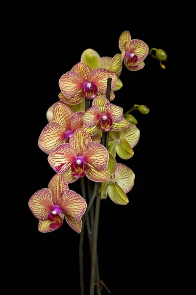 Bella Pianta Del Fiore Del Orchid Petali Della Flora — Foto Stock