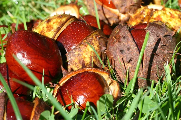 Castanhas Grama — Fotografia de Stock