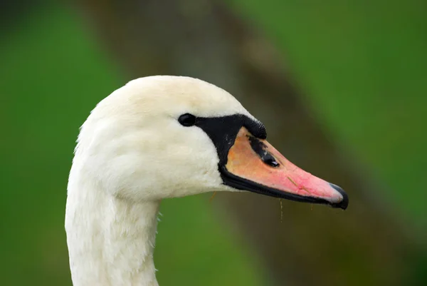 Schilderachtig Uitzicht Majestueuze Zwanen Natuur — Stockfoto