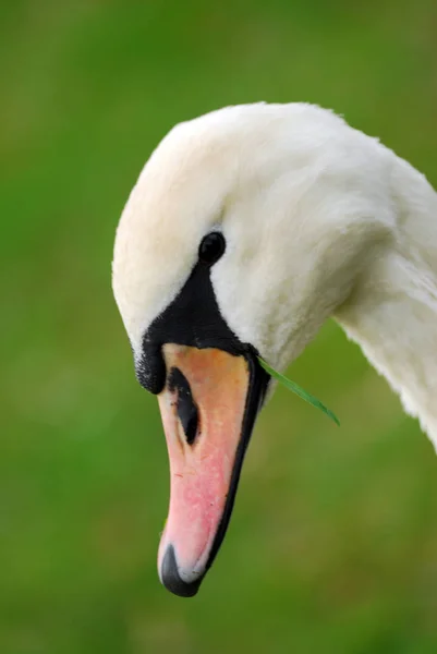 Schilderachtig Uitzicht Majestueuze Zwanen Natuur — Stockfoto