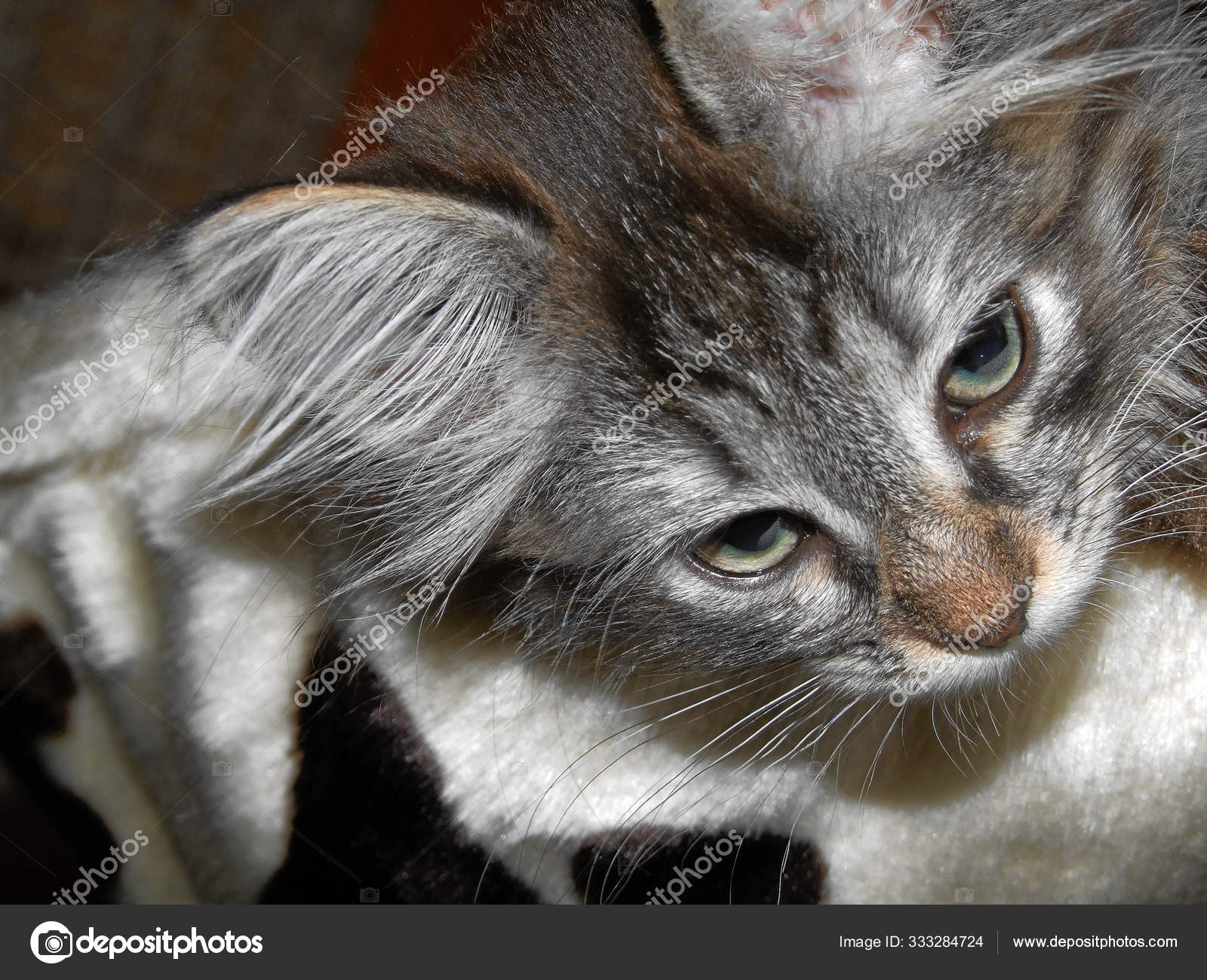 Norwegian Forest Cat Weeks Old Little Girl — Stock Photo ©  PantherMediaSeller #333284724, image size:1600x1300