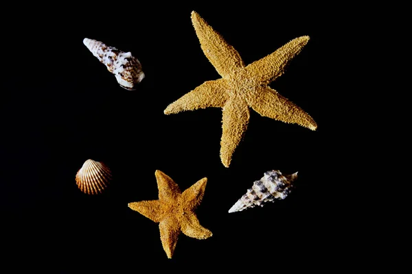 Mořské Zvíře Mořská Hvězdice — Stock fotografie