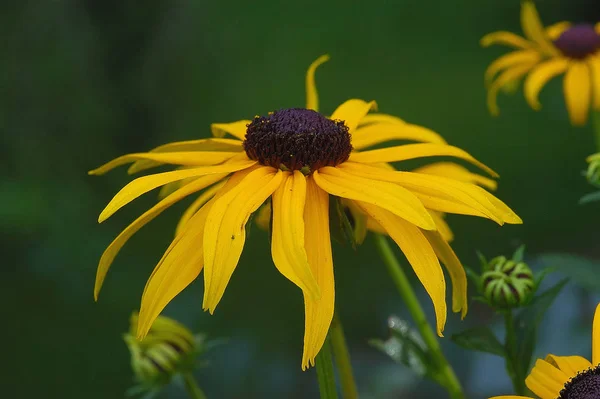 Bel Colpo Botanico Parete Naturale — Foto Stock