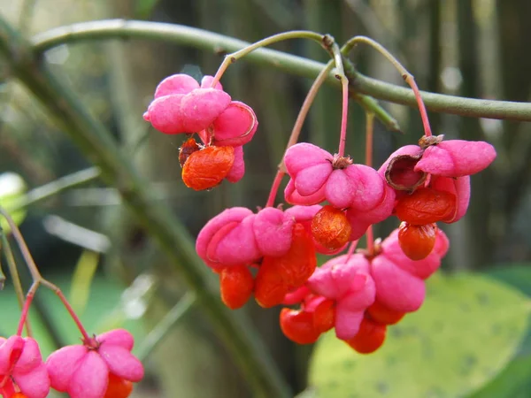 Bel Colpo Botanico Carta Parati Naturale — Foto Stock