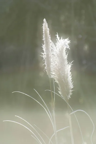 Bel Colpo Botanico Carta Parati Naturale — Foto Stock