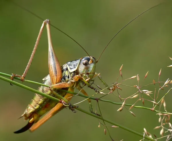 Insektenheuschrecke Kricketkäfer — Stockfoto