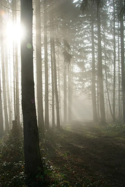 Backlight Forest — Stock Photo, Image