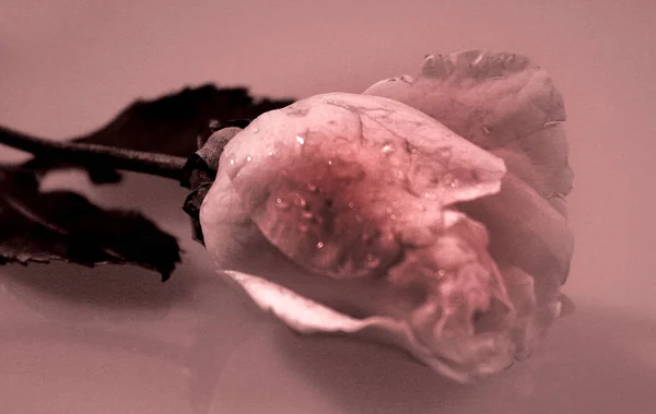 Rosenblüte Auf Dem Eis — Stockfoto