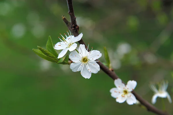 Sakura Arboricole Flore Printemps — Photo