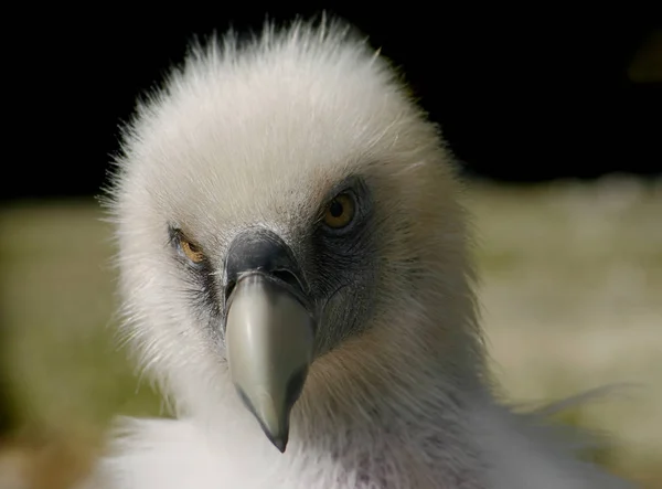 Vista Panorámica Hermosa Ave Griffon — Foto de Stock