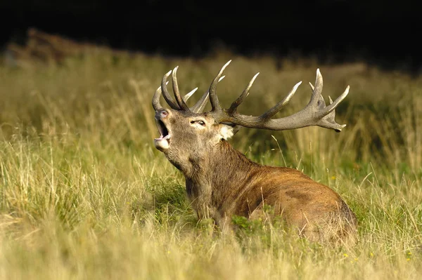 Naturaleza Vida Silvestre Los Ciervos Animales Fauna — Foto de Stock