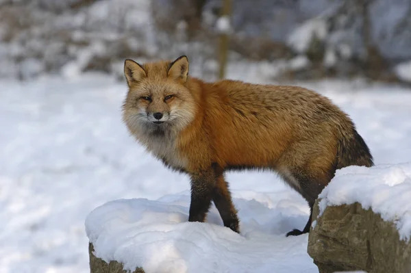 Vörös Róka Állat Természet Fauna — Stock Fotó