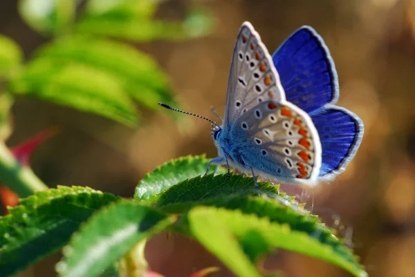 Detailní Pohled Krásné Barevné Motýla — Stock fotografie