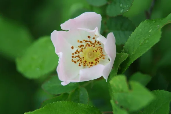 Piękne Botaniczne Ujęcie Naturalna Tapeta — Zdjęcie stockowe