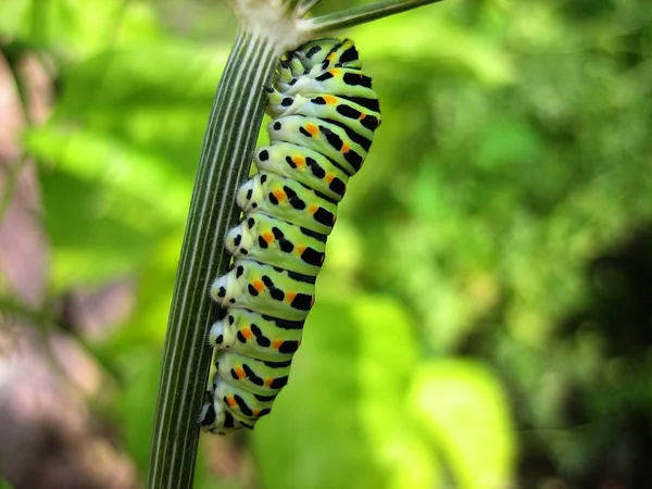 Caterpillar Swallowtail — Stock Photo, Image