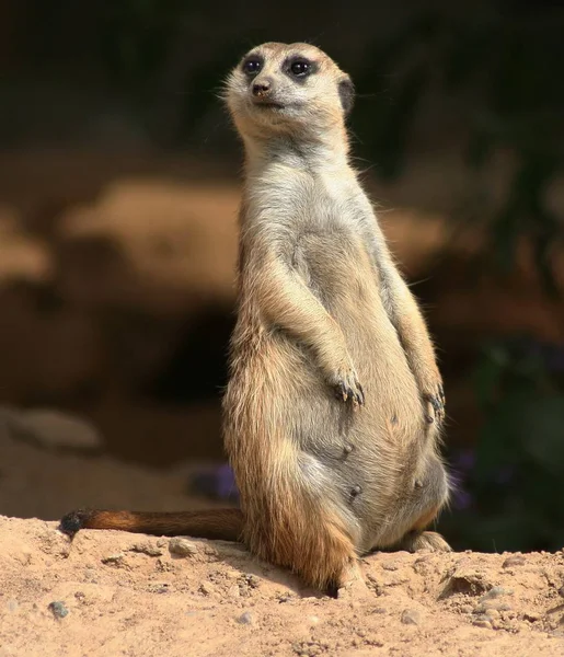 Meerkat Animal Suricatta — 스톡 사진