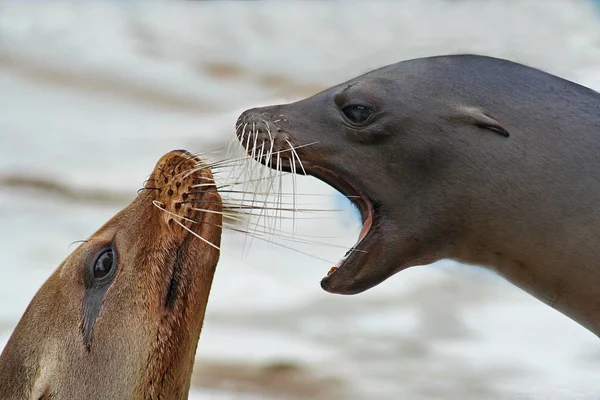 Dierenwelzijn Dierentuin — Stockfoto