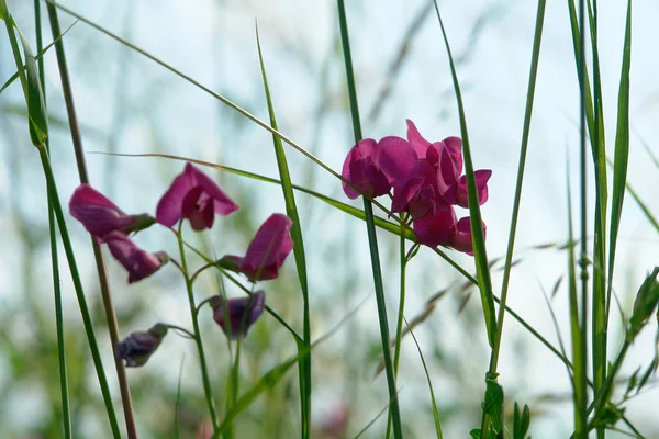 Bellissimi Fiori Sfondo Concetto Floreale — Foto Stock