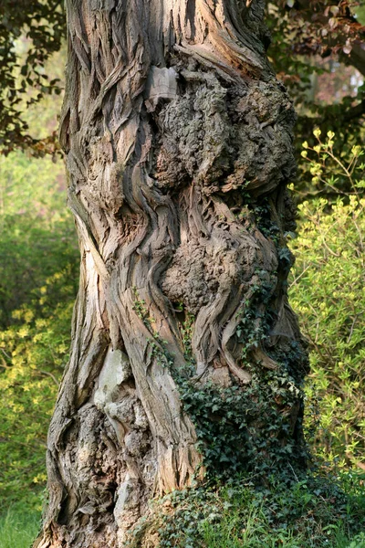 古い木 自然植物 — ストック写真