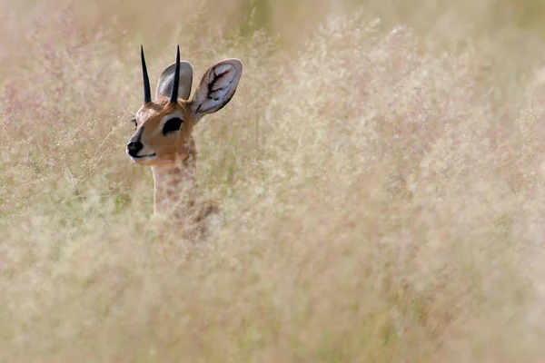 Schilderachtig Uitzicht Prachtig Hert Natuur — Stockfoto