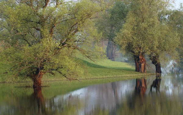 Kilátás Folyóra Egy Nyári Parkban — Stock Fotó