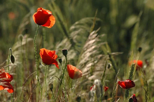 Vista Vicino Bellissimi Fiori Papavero Selvatico — Foto Stock