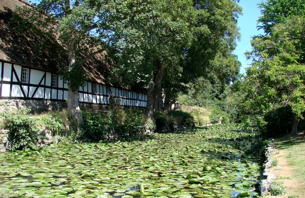 Lírio Água Flores Lago Flora Natureza — Fotografia de Stock