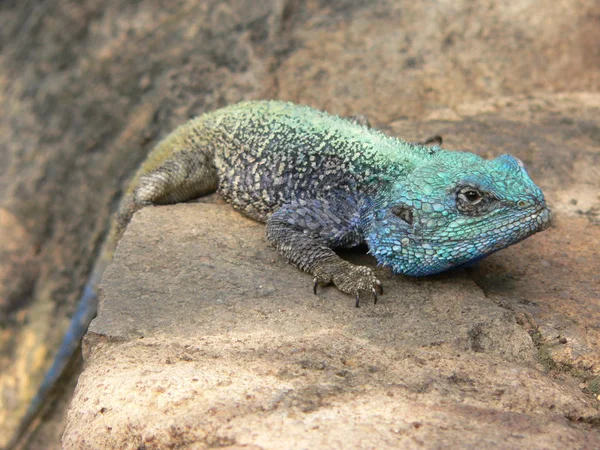 Animal Camaleón Reptil Lagarto Tropical — Foto de Stock