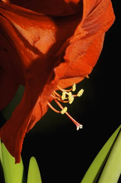 Cênica Bela Flor Hibisco Colorido — Fotografia de Stock