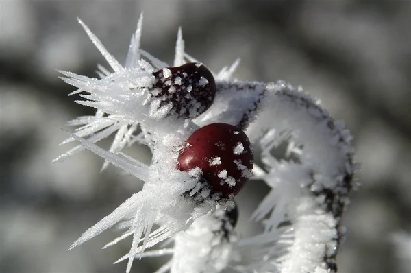 Rose Hips Frost — Stock Photo, Image