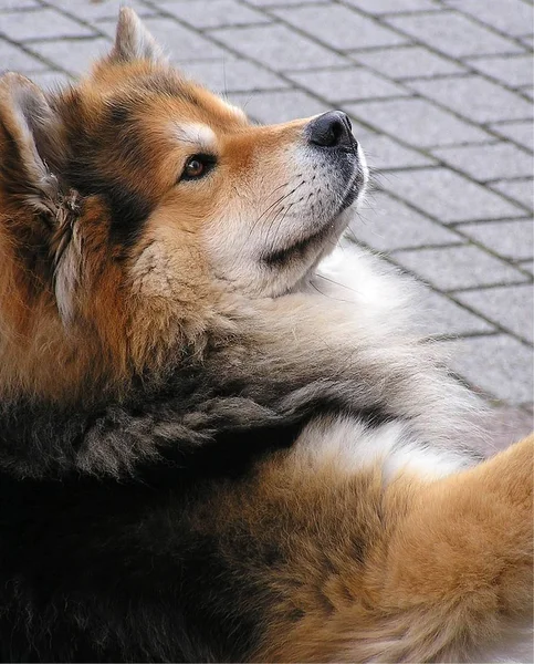 Portait Lindo Perro Mascota — Foto de Stock