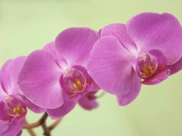Красива Рослина Орхідей Пелюстки Флори — стокове фото