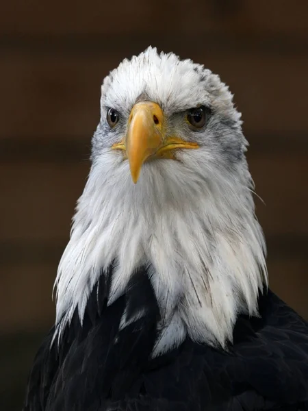 Vacker Utsikt Över Majestätisk Skallig Örn Vild Natur — Stockfoto