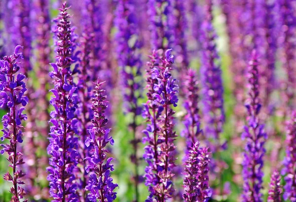 Belles Fleurs Violettes Dans Jardin — Photo