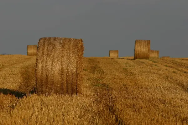 Festői Kilátás Mezőgazdaságra Vidéken — Stock Fotó