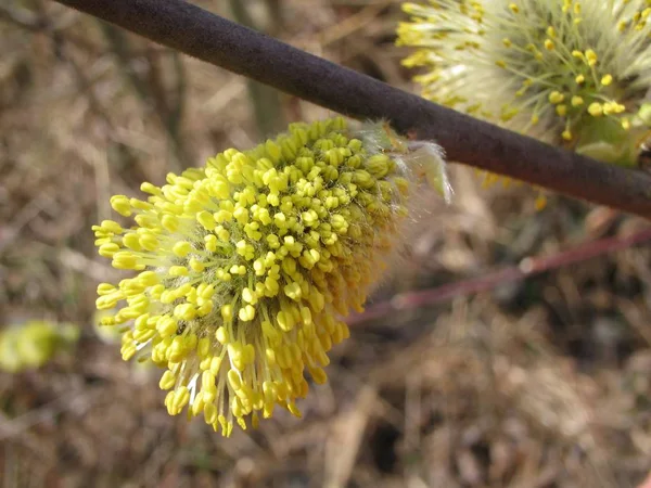 Frühlingsflora Naturbotanik — Stockfoto