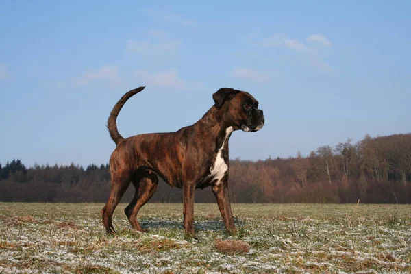 Boxer Wintry Evening Sun — Stock Photo, Image