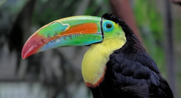 Los Tucanes Son Aves Medianas Grandes Corta Longitud Relativamente Largas — Foto de Stock