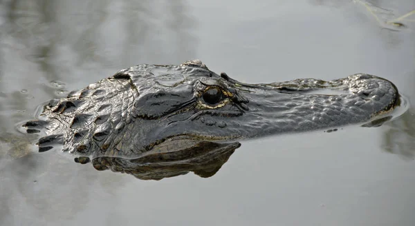 Non Lontano Miami Trovano Nelle Everglades Una Grande Riserva Naturale — Foto Stock