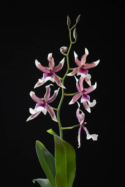 Hermosa Planta Flores Orquídeas Pétalos Flora — Foto de Stock