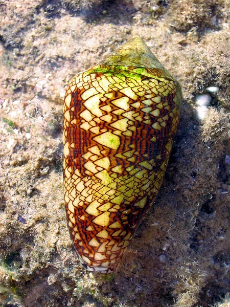 Tiro Dahab Egypt Nmost Caracol Venenoso Mundo — Fotografia de Stock