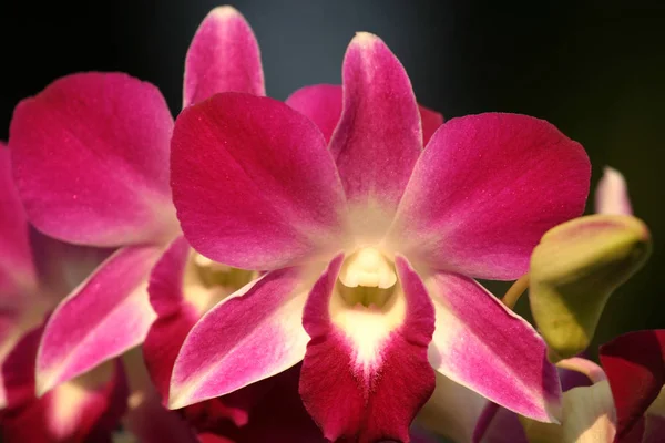 Bela Planta Flor Orquídea Pétalas Flora — Fotografia de Stock