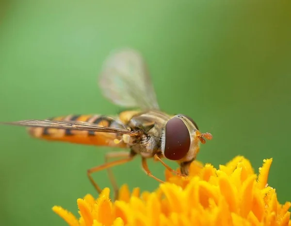 Close Bug Natureza Selvagem — Fotografia de Stock