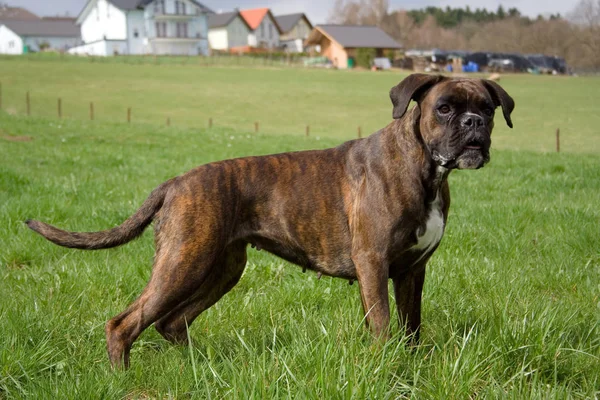 Boxeur Sur Prairie Devant Les Maisons — Photo