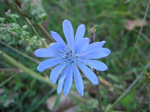 Blue Flower Meadow — Stock Photo, Image