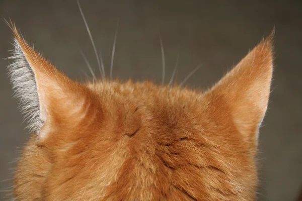 Portrét Kočky Zezadu — Stock fotografie