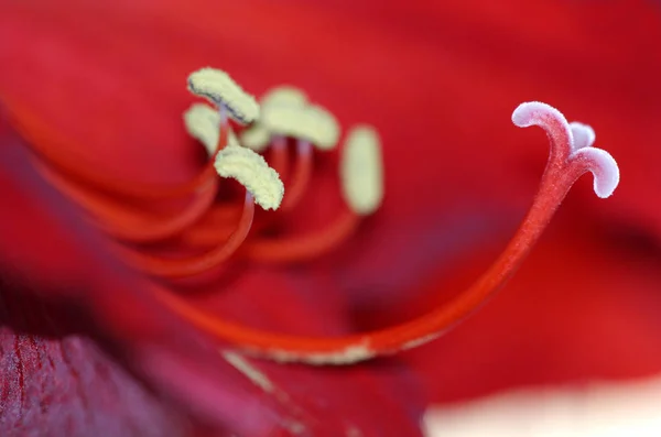 Scenico Bel Fiore Ibisco Colorato — Foto Stock